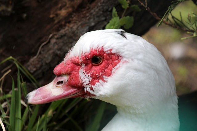 巴萨生死战来袭，法兰克福隐藏致命危机！